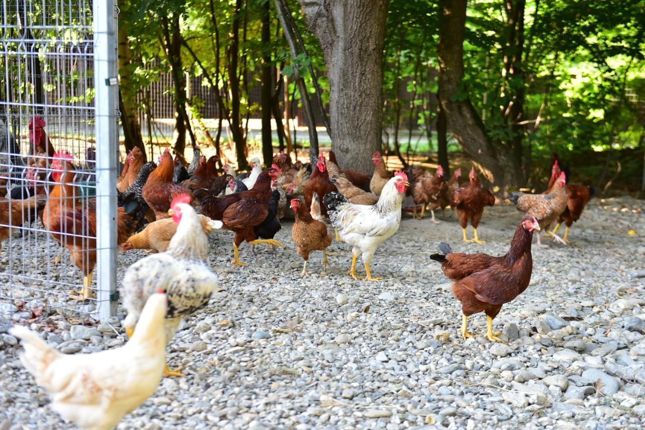 Natura Family Resort 아브리그 외부 사진